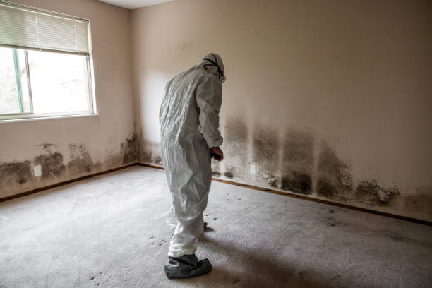 Best Residential Mold Remediation in Westby, WI